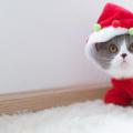 亚马逊一员工做了一个AI驱动的猫皮瓣
