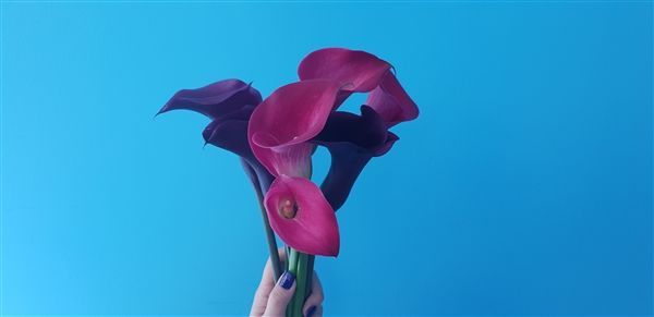 F1.5光圈 三星Galaxy S9+官方拍照样张的照片 - 16