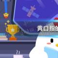 今天的小鸡宝宝测试你的答案:黄嘴是什么意思？今日答案511