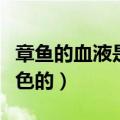章鱼的血液是什么颜色（章鱼的血液是什么颜色的）
