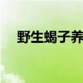 野生蝎子养殖图片（野生蝎子养殖方法）
