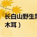 长白山野生黑木耳的百科介绍（长白山野生黑木耳）