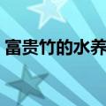 富贵竹的水养殖方法（富贵竹的水养殖方法）