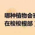 哪种植物会寄生在梭梭根上（哪种植物会寄生在梭梭根部）