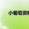小葡萄资料（关于小葡萄资料的介绍）