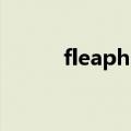 fleaphp（关于fleaphp的介绍）