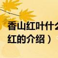 香山红叶什么时候红（关于香山红叶什么时候红的介绍）
