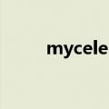myceleb（关于myceleb的介绍）