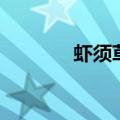 虾须草（关于虾须草的介绍）