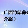广西竹鼠养殖技术（关于广西竹鼠养殖技术的介绍）