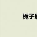 栀子属（关于栀子属的介绍）
