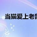 当猫爱上老鼠（关于当猫爱上老鼠的介绍）