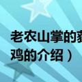 老农山掌的获奖小鸡（关于老农山掌的获奖小鸡的介绍）