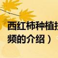 西红柿种植技术视频（关于西红柿种植技术视频的介绍）