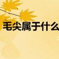 毛尖属于什么茶值多少钱（毛尖属于什么茶）