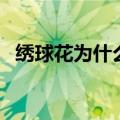 绣球花为什么又叫死人花（绣球花的花语）