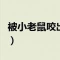 被小老鼠咬出血怎么办（被老鼠咬出血怎么办）