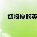 动物瘦的英语怎么读（瘦的英语怎么读）