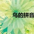鸟的拼音怎么拼写声调（鸟的拼音）
