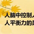 人脑中控制人的平衡力的是什么（人脑中控制人平衡力的是）