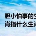 胆小怕事的生肖指什么生肖女（胆小怕事的生肖指什么生肖）