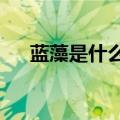 蓝藻是什么颜色?为什么（蓝藻是什么）