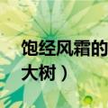 饱经风霜的大树写一段话30字（饱经风霜的大树）