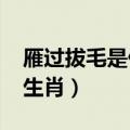 雁过拔毛是什么生肖2022（雁过拔毛是什么生肖）