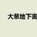 大葱地下害虫特效药（地下害虫特效药）