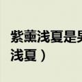 紫薰浅夏是男作者写的还是女作者写的（紫薰浅夏）