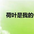 荷叶是我的什么我在荷叶上干什么一年级