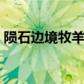 陨石边境牧羊犬图片（陨石边境牧羊犬价格）