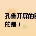 孔雀开屏的目的是向雌性示爱（孔雀开屏的目的是）