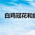 白鸡冠花和红鸡冠花功效区别（白鸡冠花）