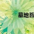墓地苔多久刷新一次（墓地苔）