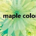 maple colors动画第三幕（maplecolors）