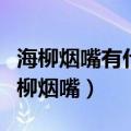 海柳烟嘴有什么好处图片价格（口碑最好的海柳烟嘴）