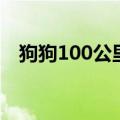 狗狗100公里回家（金毛走100公里回家）