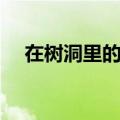 在树洞里的蜂子是什么品种（在树洞里）
