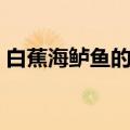 白蕉海鲈鱼的营养价值（海鲈鱼的营养价值）