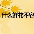 什么鲜花不容易过敏（远离鲜花为何还过敏）