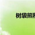 树袋熊科有哪些动物（树袋熊科）