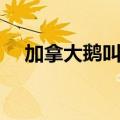 加拿大鹅叫什么（加拿大鹅是什么意思）