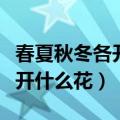 春夏秋冬各开什么花写一篇作业（春夏秋冬各开什么花）