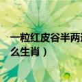一粒红皮谷半两还不足啥生肖（一粒红皮谷半两还不足是什么生肖）