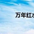 万年红水培植物怎么养（万年红）