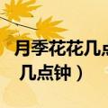 月季花花几点开花时间（月季花什么时候开花 几点钟）