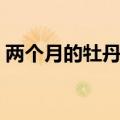 两个月的牡丹鹦鹉吃什么（牡丹鹦鹉吃什么）