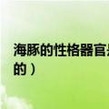 海豚的性格器官是怎么样的照片（海豚的性格器官是怎么样的）
