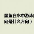 墨鱼在水中游泳的方向是什么方向啊（墨鱼在水中游泳的方向是什么方向）